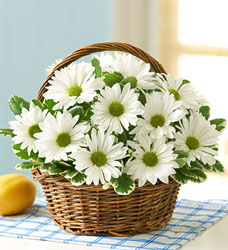 White Daisy Basket Davenport Florist - Same Day Flower Delivery - Flower Power 